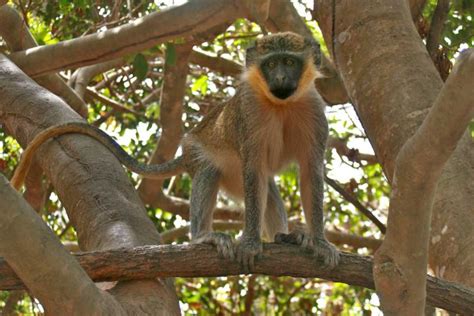 Wildlife In The Gambia