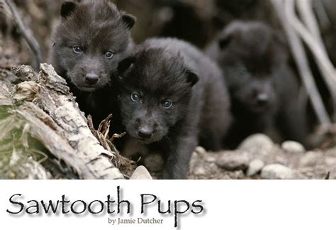 The Sawtooth Pups - Living with Wolves