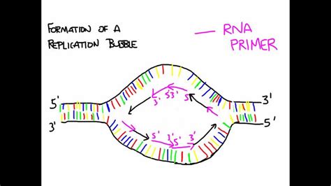 Replication bubble - YouTube