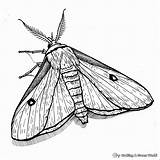 Moth Coloring Pages  Free & Printable sketch template