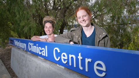 CSU vet college students run to lift cash for Black Canine Institute ...