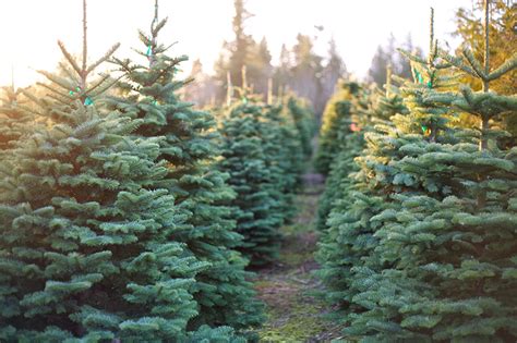 NH Christmas Tree Farms - New Hampshire Magazine