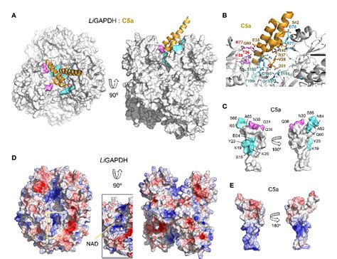 Figure 6 from The structure of Leptospira interrogans GAPDH sheds light into an immunoevasion ...