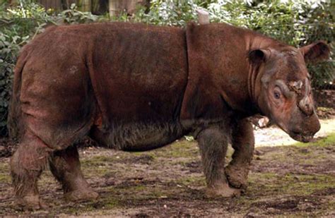 Sumatran Rhino Facts, Habitat, Diet, Life Cycle, Baby, Pictures