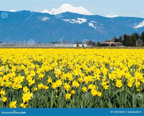 Blooming Daffodil Fields in Washington State Stock Image - Image of ...