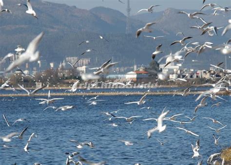 The Seagulls in Dianchi Lake Kunming - Dianchi Lake Kunming, Dian Lake ...