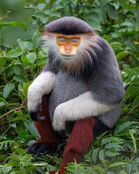The beautiful Zen monkey : r/pics
