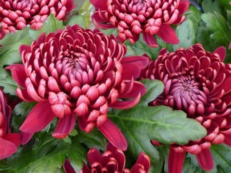 Fower flowers dark chrysanthemums chrysanthemum Photo | Free Download