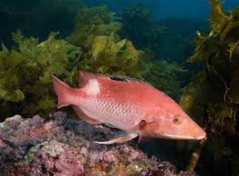 Western Pigfish Information and Picture | Sea Animals