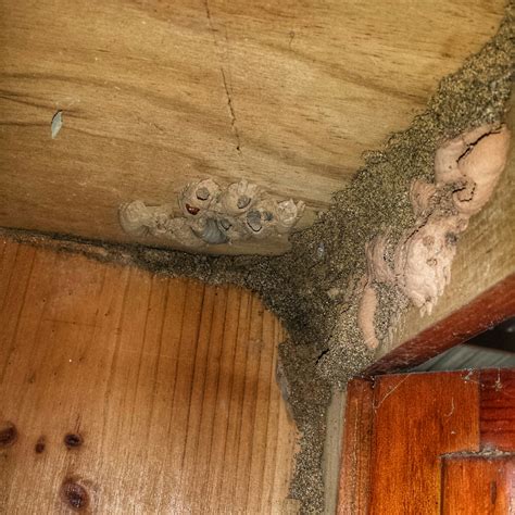 Identifying Termite and Wasp mudding. — The Termite Trackers - Termite Inspections & Treatments