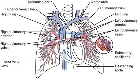 Pulmonary Circulation - Special Circulations - TeachMePhysiology