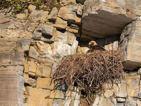 Golden Eagle Nesting: Strategies and Behaviors Explored | Birdfact