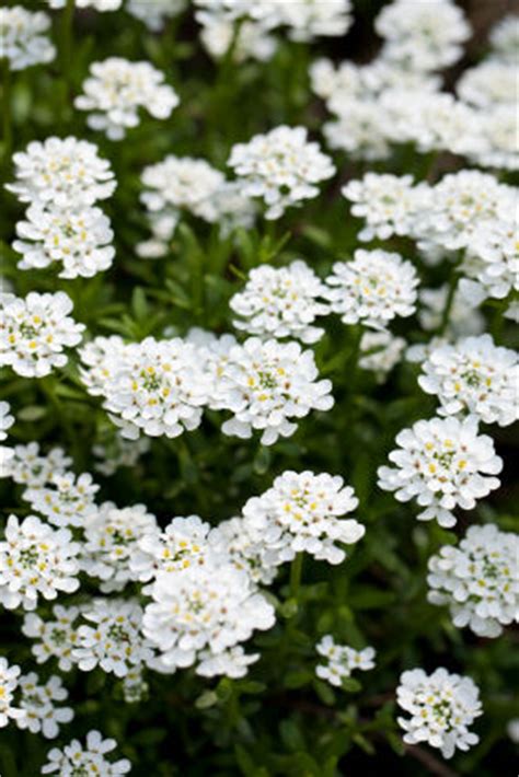 candytuft flower, candytuft flowers, candy tuft flowers