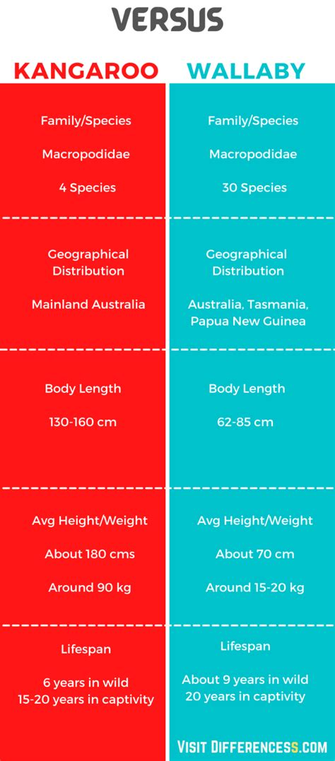 Wallaby Vs Kangaroo Differences And Comparison » Differencess