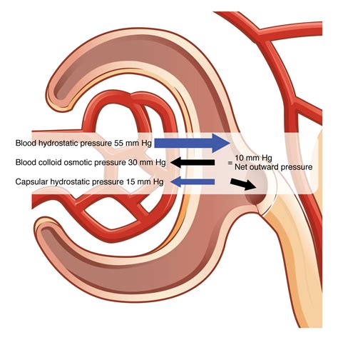 Glomerular filtration rate (GFR) – Basic Human Physiology