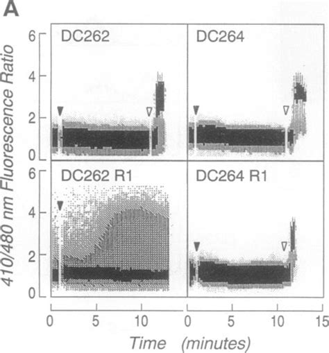 Functional analysis of human CD2 signaling in murine T cells expressing ...