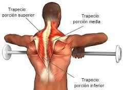 MUSCULO TRAPECIO – Blog de Fisioterapia