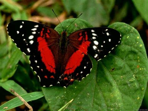 Black red butterfly wallpaper | 1280x960 | #11866