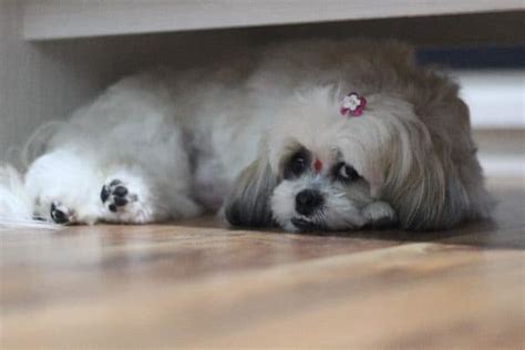 6 (Tips and Guide) On How to Train a Shih Tzu Puppy