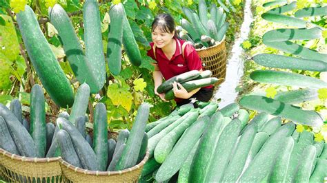 Harvest Squash Garden, Make Zucchini soup with pork bones Go to the market sell | Luyến ...