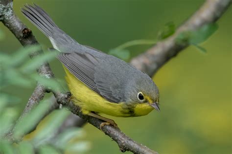 Canada Warbler (male-1st fall) – Jeremy Meyer Photography