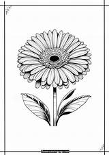 Free Gerbera Coloring Pages Printable PDF  Flower Page sketch template