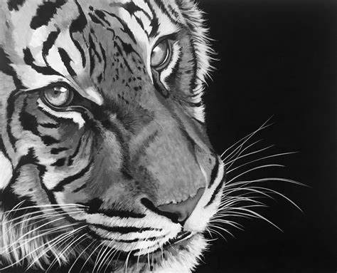 "Tiger" (Original art by Christine Twomey)