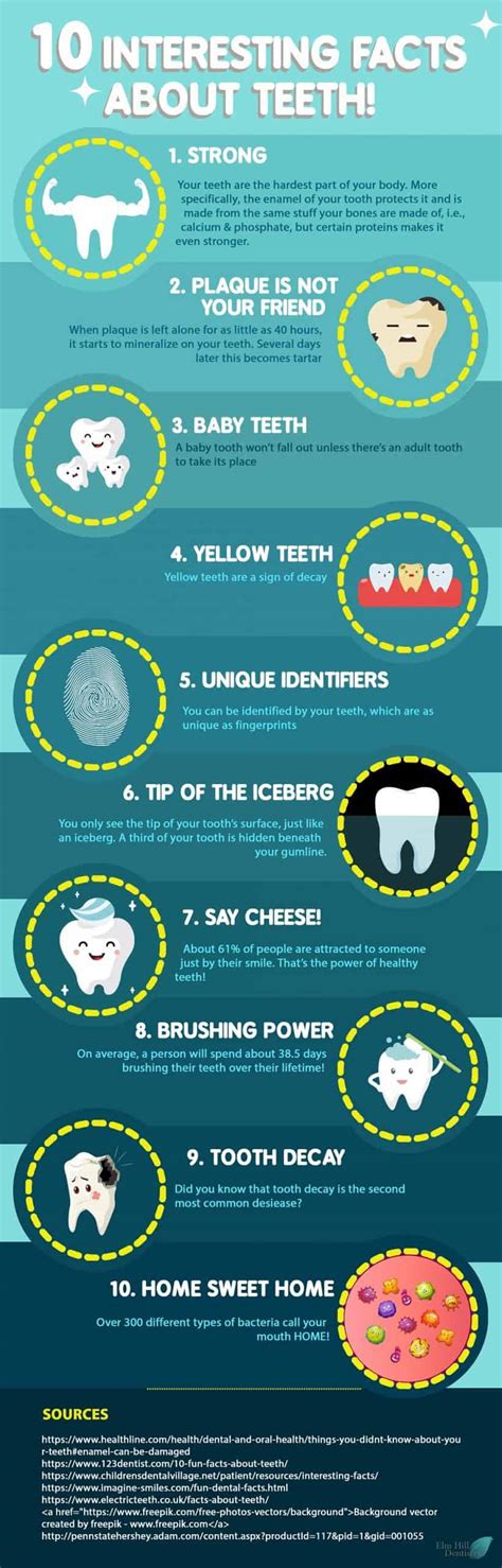 10 Interesting Facts About Teeth + Infographic | Elm Hill Dentistry