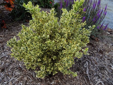 Common Boxwood, Buxus sempervirens 'Elegantissima' | Ryeland