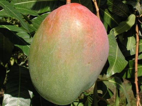 Keitt Mango Tree Grafted For Sale from Florida – Everglades Farm