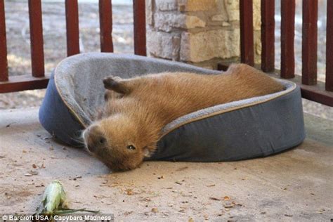 Cute Overload :D | Capybara pet, Capybara, Pets