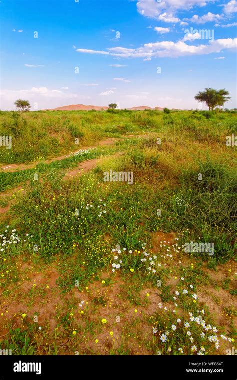 Lush desert landscape after rains, Riyadh, Saudi Arabia Stock Photo - Alamy