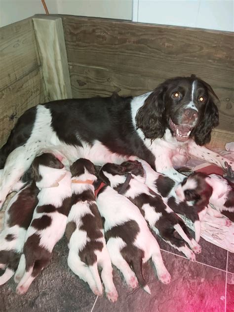 English Springer spaniel puppies Liver/white | in Rustington, West ...