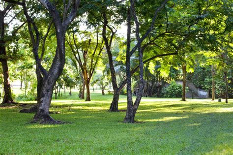 Top 5 Varieties of Shade Grasses | Superpages