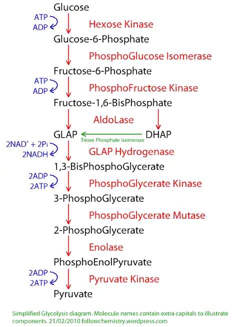 10 Steps of Glycolysis ~ Biotechfront