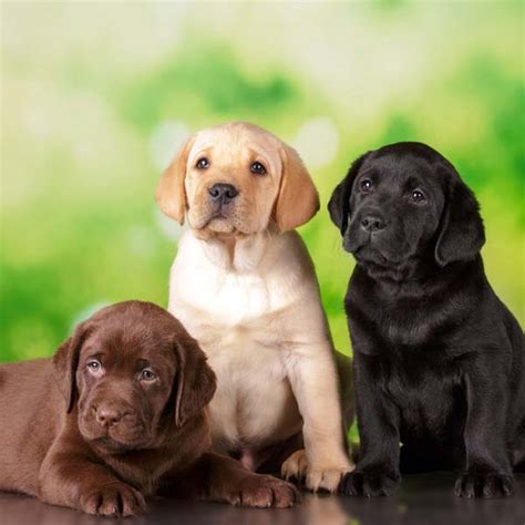 Labrador Retriever Puppies for Sale Melbourne, VIC | K9 Breeders