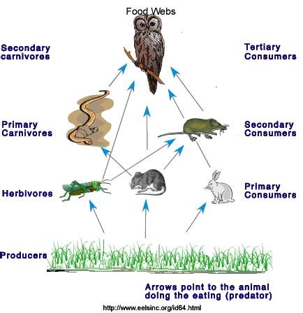 Consumers That Eat Both Plants And Animals : Food Chain Facts For Kids All You Need To Know ...