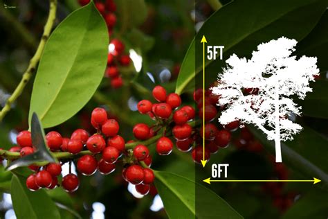 When & How To Prune Skimmia?