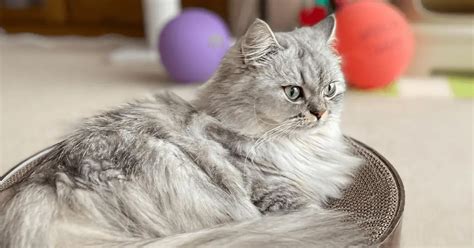 Minuet Cat Breed Characteristics & Info | World Cat Finder