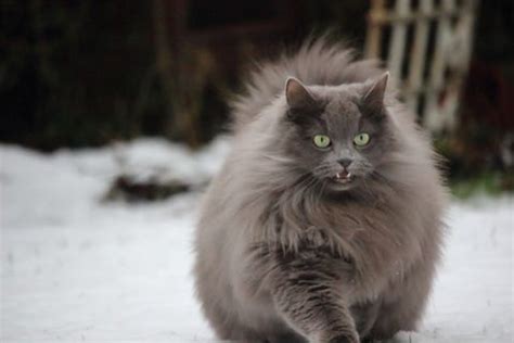 15 Grey Cat Breeds - Most Popular Gray Cats