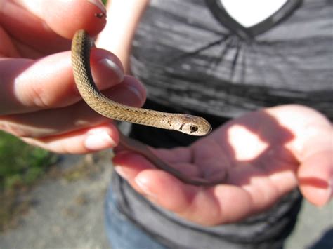 Baby Northern Brown Snake : r/herpetology