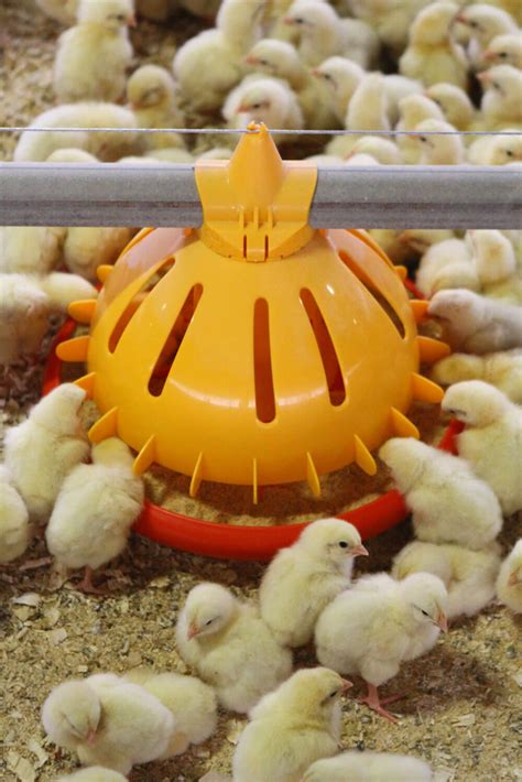 Poultry feeding systems - SKA Poultry Equipment