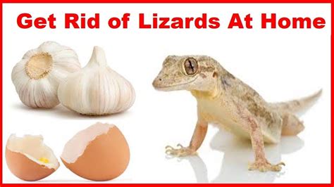 How To Get Rid Of Lizards In Your House - 11 Explore top designs created