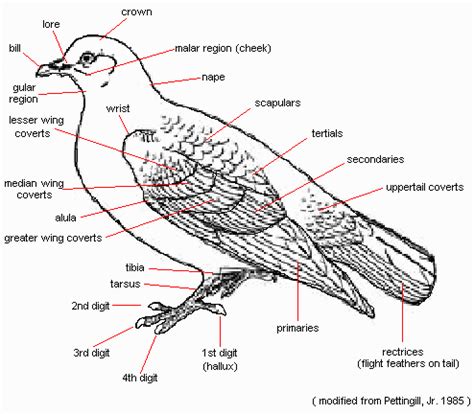 Pigeon Anatomy