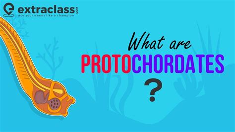 What are Protochordates? | Biology | Sub Phylum of Chordata | Animal Kingdom : Protochordata ...