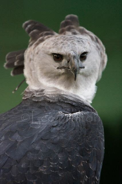 Harpy Eagle Raptor Bird Of Prey, Birds Of Prey, Rare Animals, Animals ...