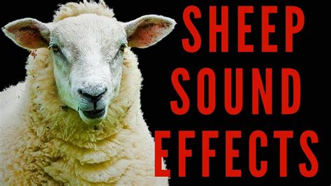 Sheep Sound Effects Listen To The Different Sounds Sheep Make | maktub ...