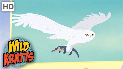 Wild Kratts | Snowy Owl Diet | Birds - YouTube