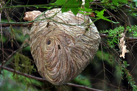 File:Paper-Wasp-Nest.jpg - Wikipedia