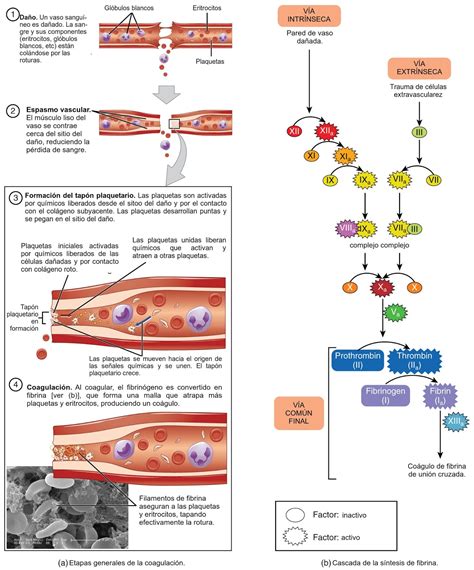 Morfofunción (Una Visión Integrada): Hemostasia